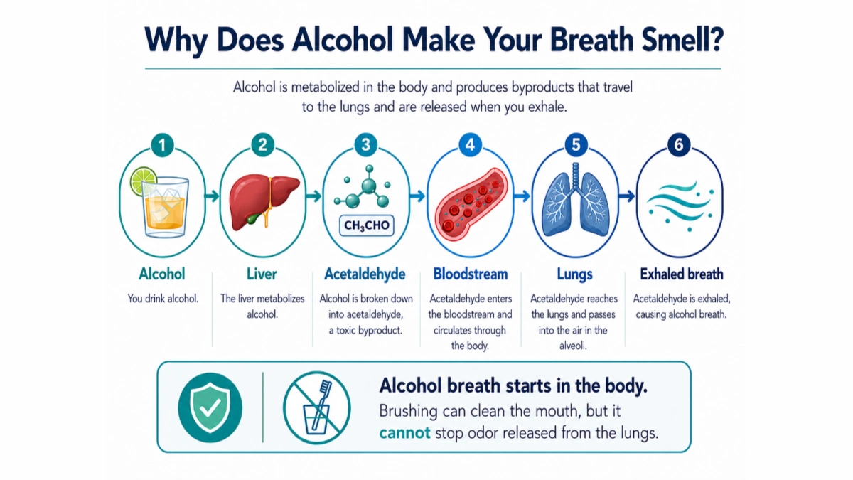 Why Does Alcohol Make Your Breath Smell Diagram